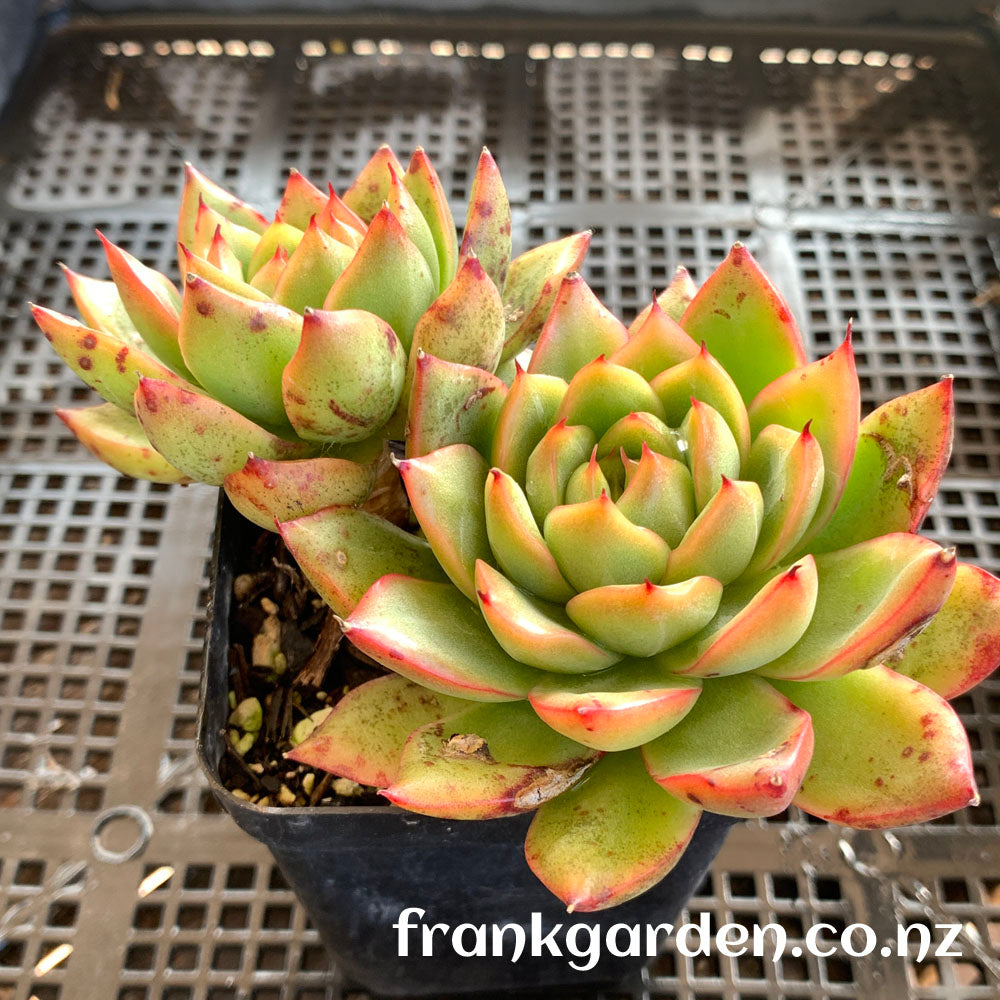 Echeveria Moulin Rouge | 红磨坊