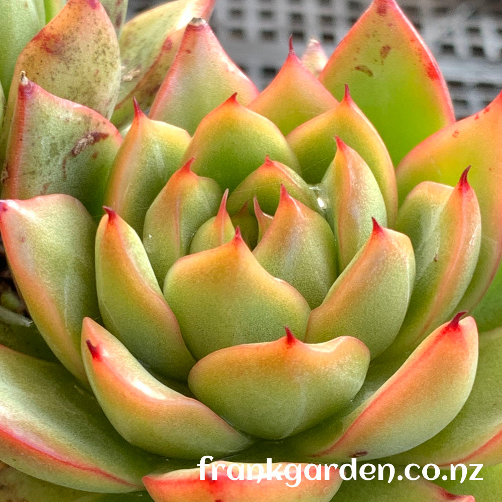 Echeveria Moulin Rouge | 红磨坊