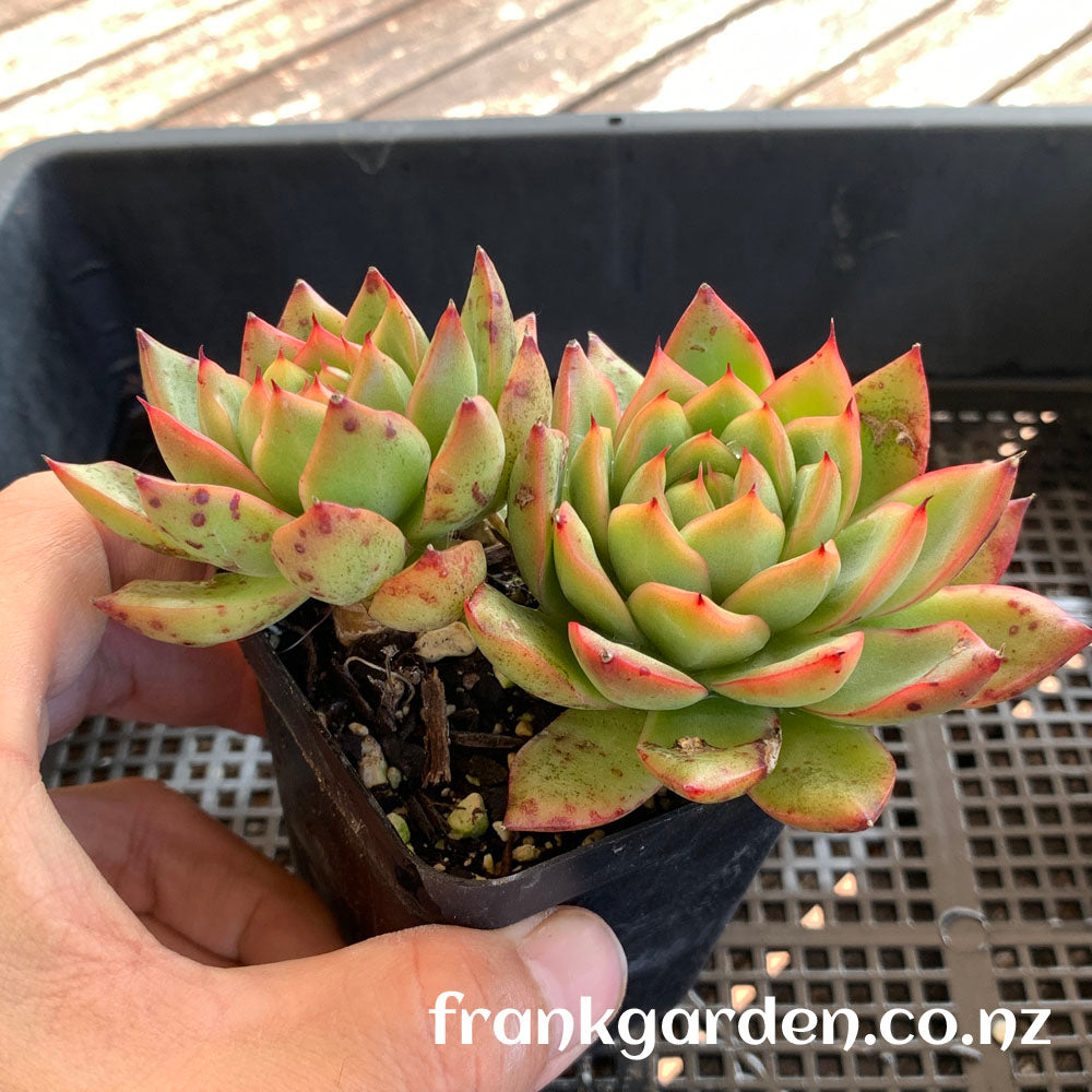 Echeveria Moulin Rouge | 红磨坊