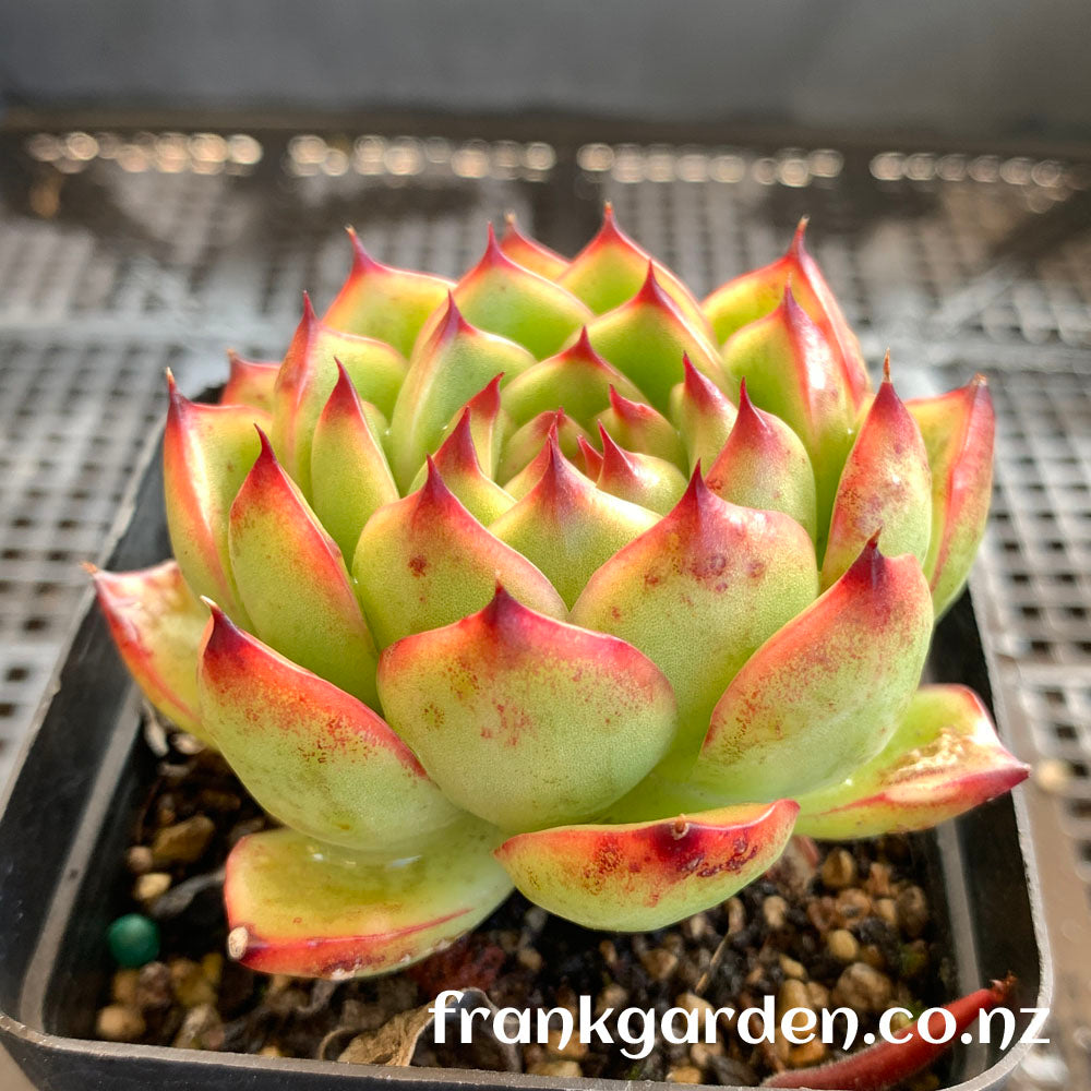 Echeveria Moonstone | 月晶石
