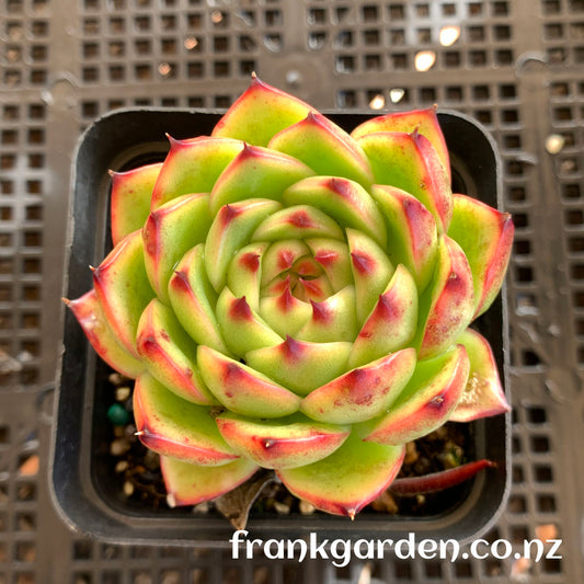 Echeveria Moonstone | 月晶石