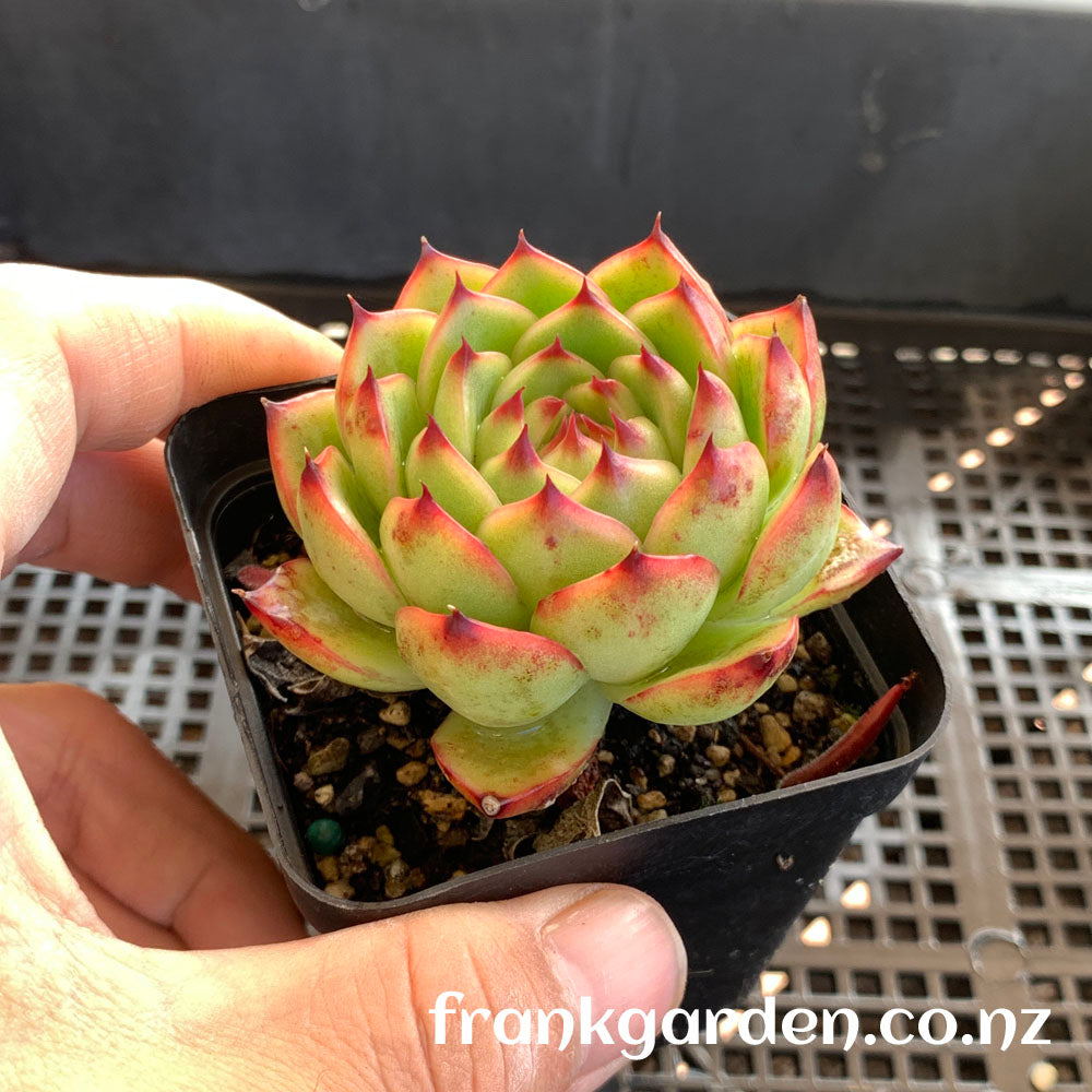 Echeveria Moonstone | 月晶石
