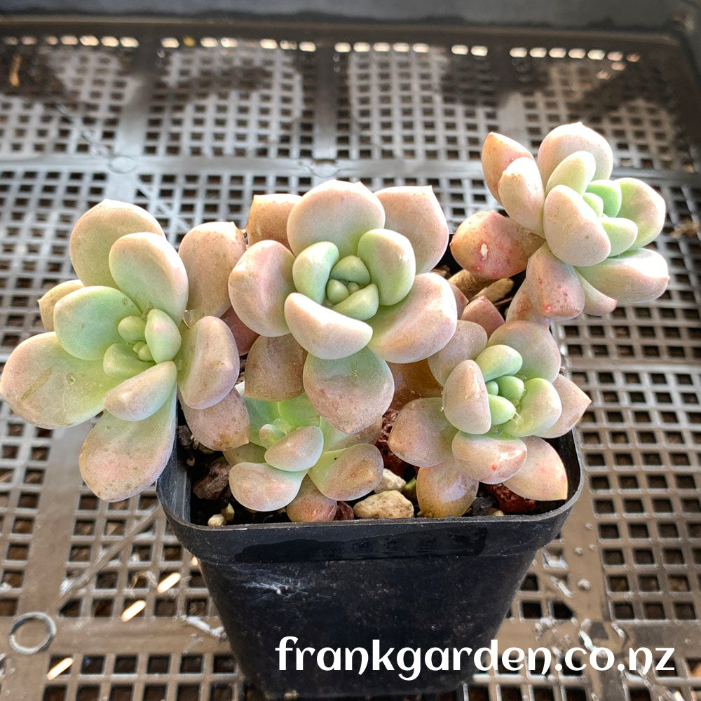 Graptosedum Miul | 洛神