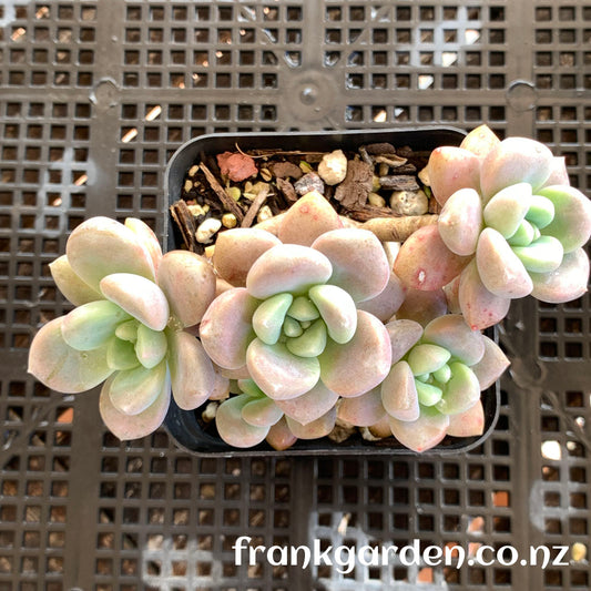 Graptosedum Miul | 洛神