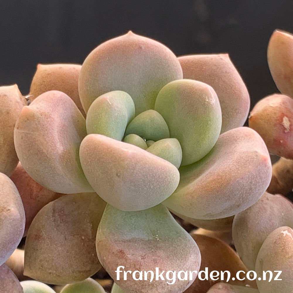 Graptosedum Miul | 洛神