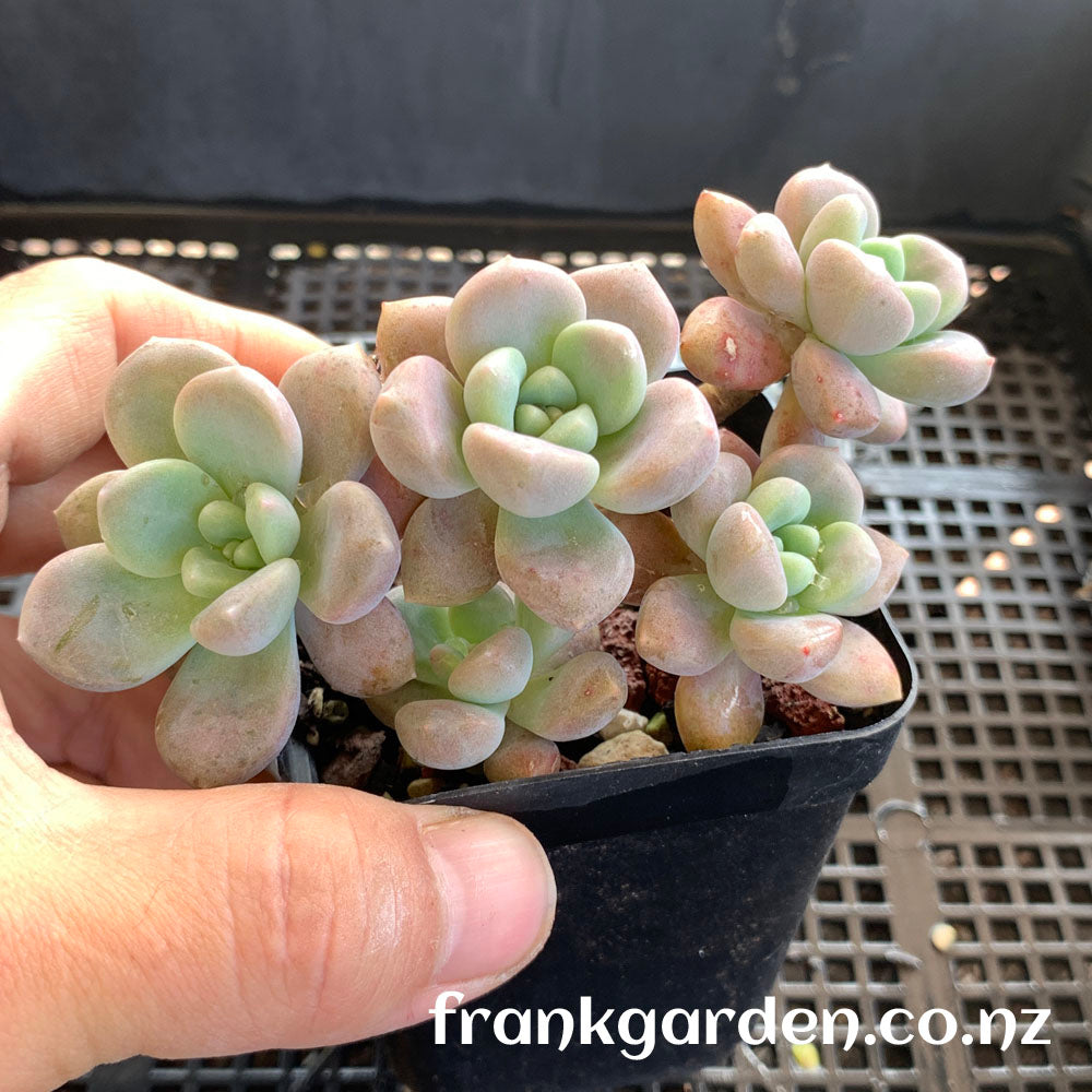 Graptosedum Miul | 洛神