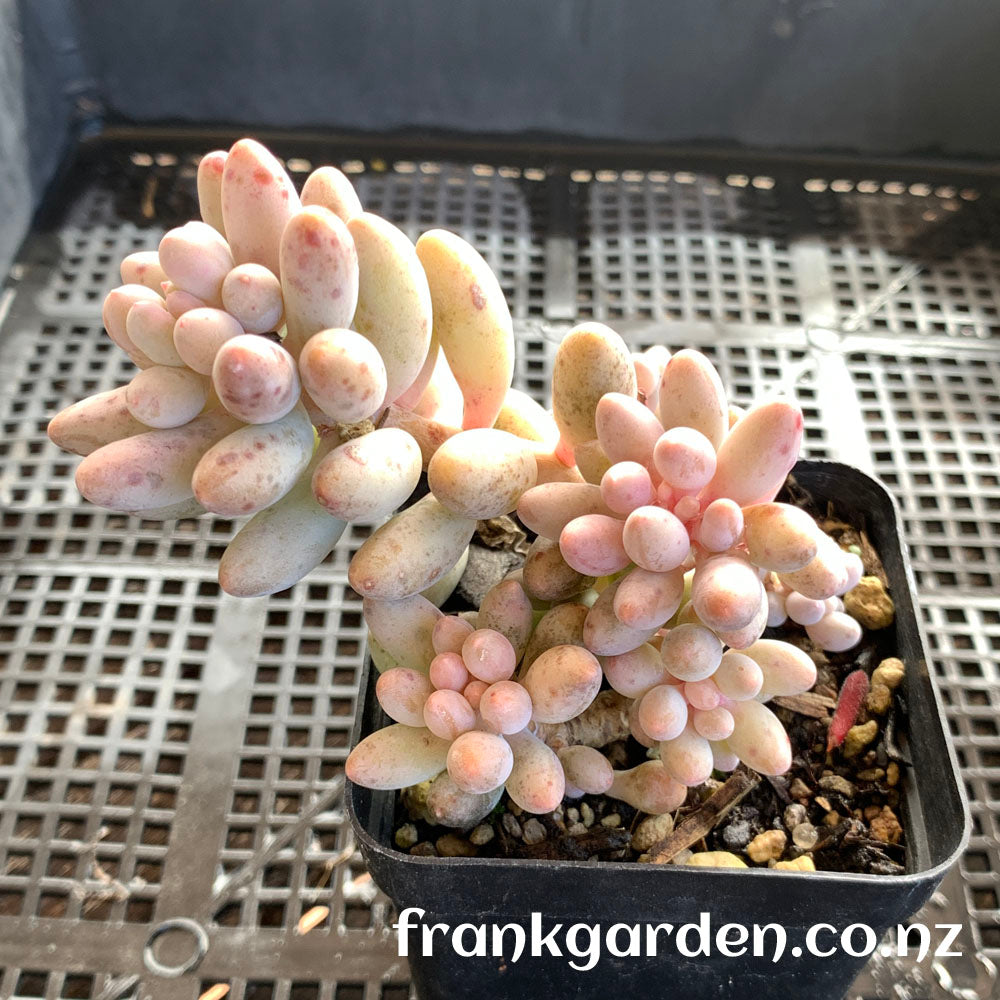 Sedum Baby finger | 婴儿手指