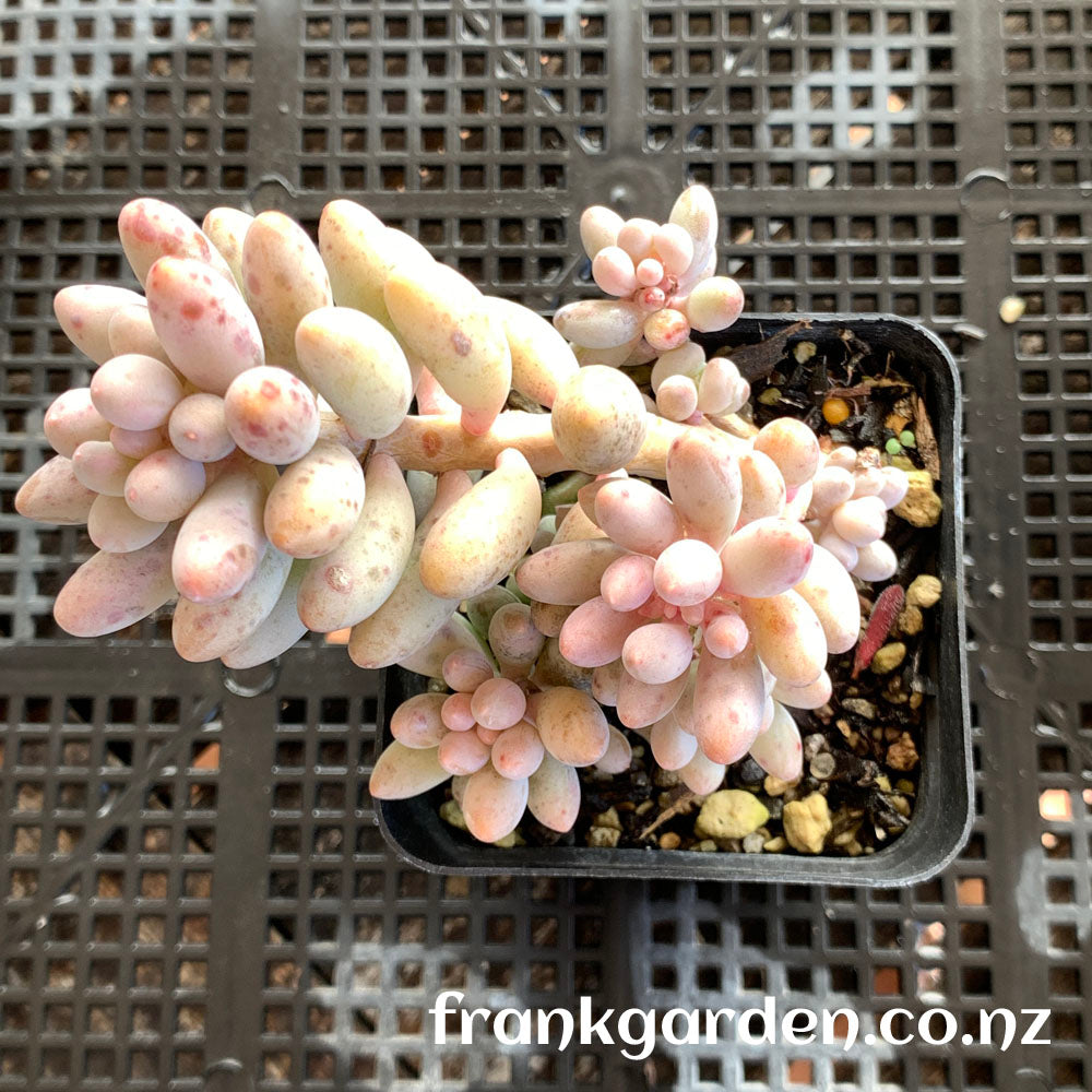 Sedum Baby finger | 婴儿手指