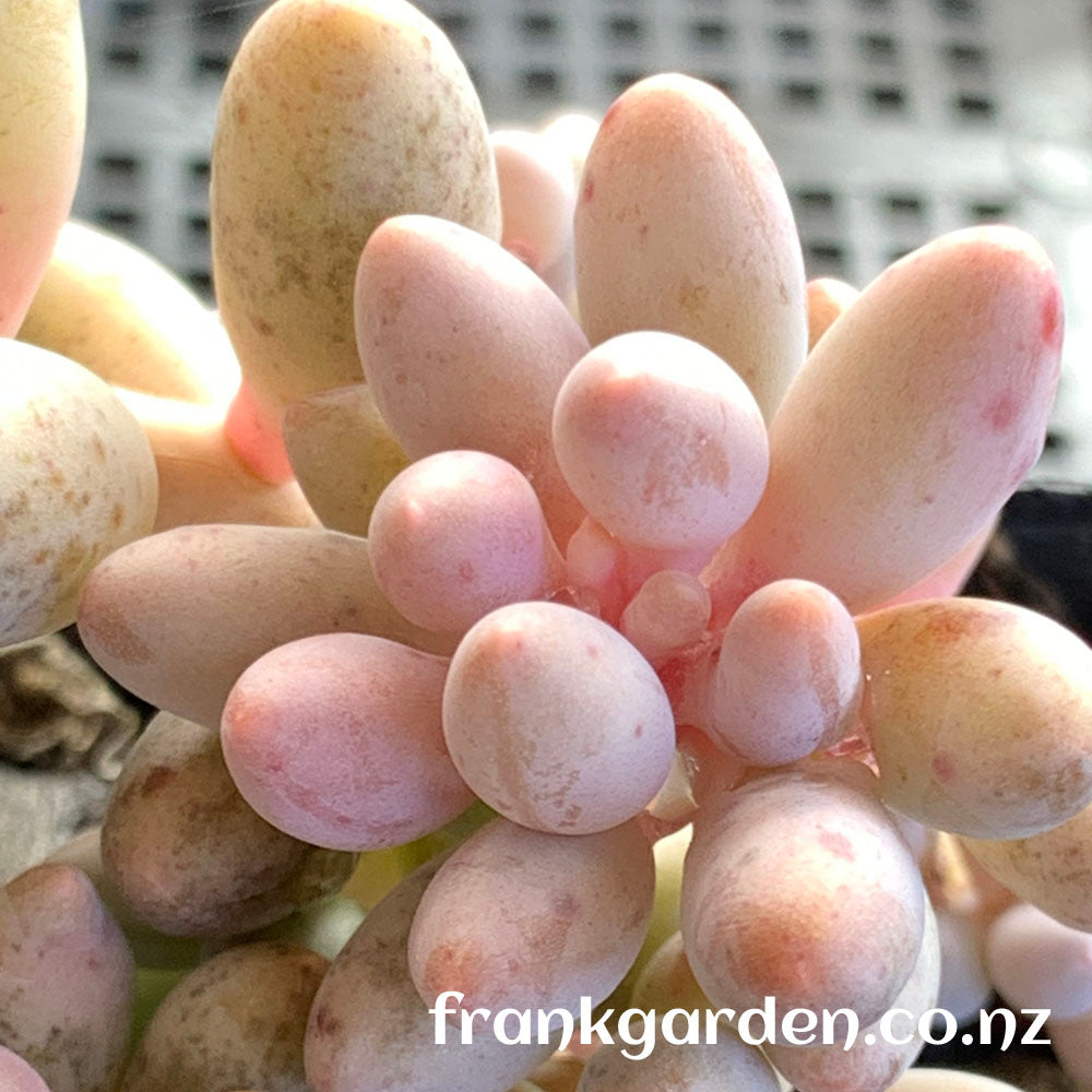 Sedum Baby finger | 婴儿手指