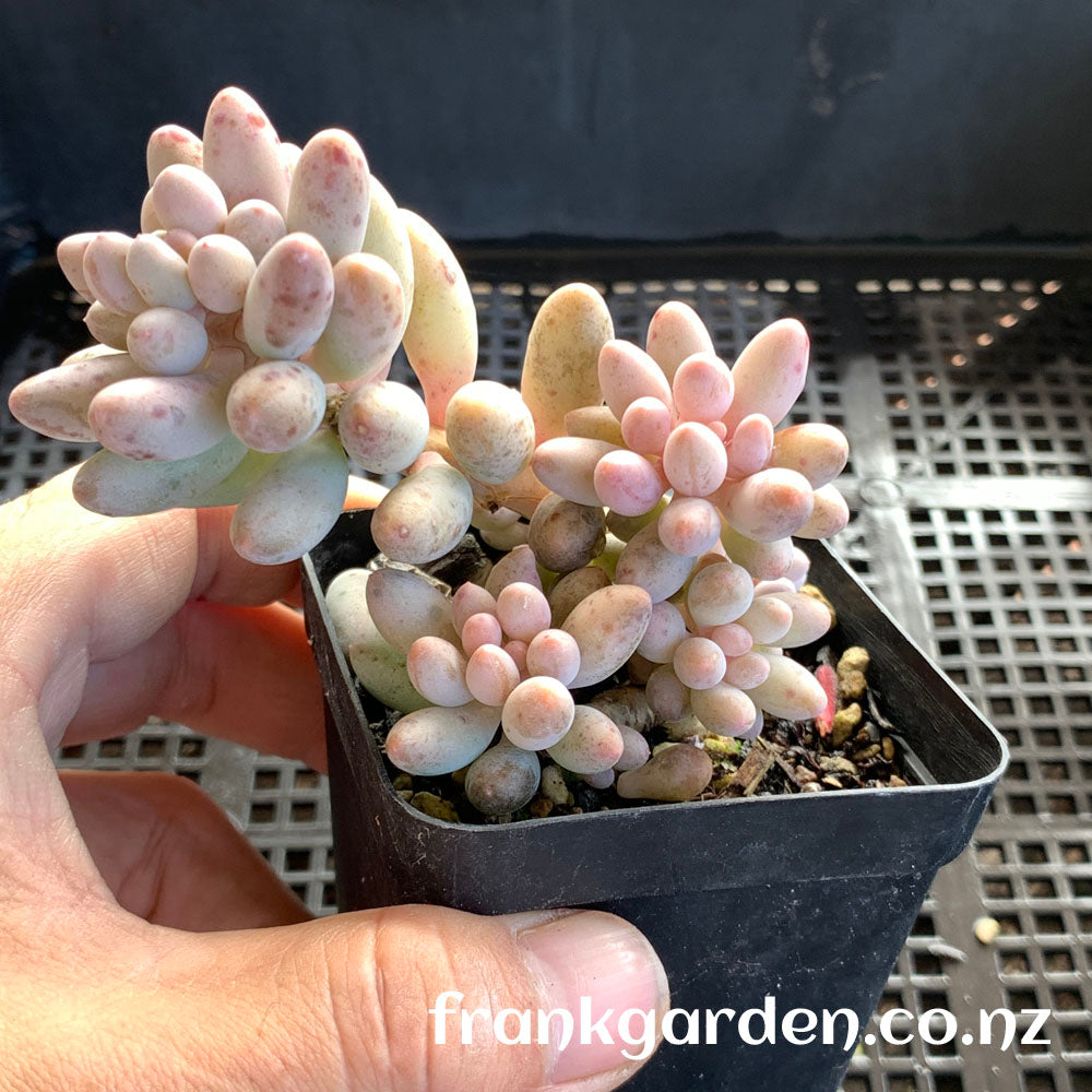 Sedum Baby finger | 婴儿手指