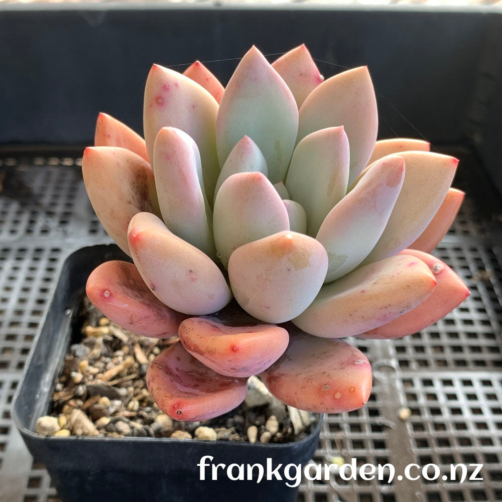 xPachyveria Elaine hybrid | 香水百合