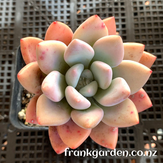 xPachyveria Elaine hybrid | 香水百合