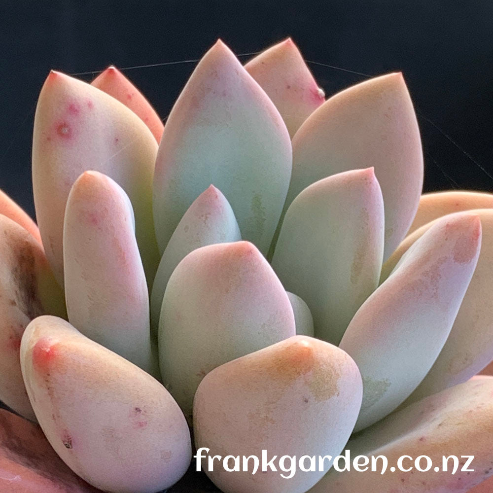 xPachyveria Elaine hybrid | 香水百合
