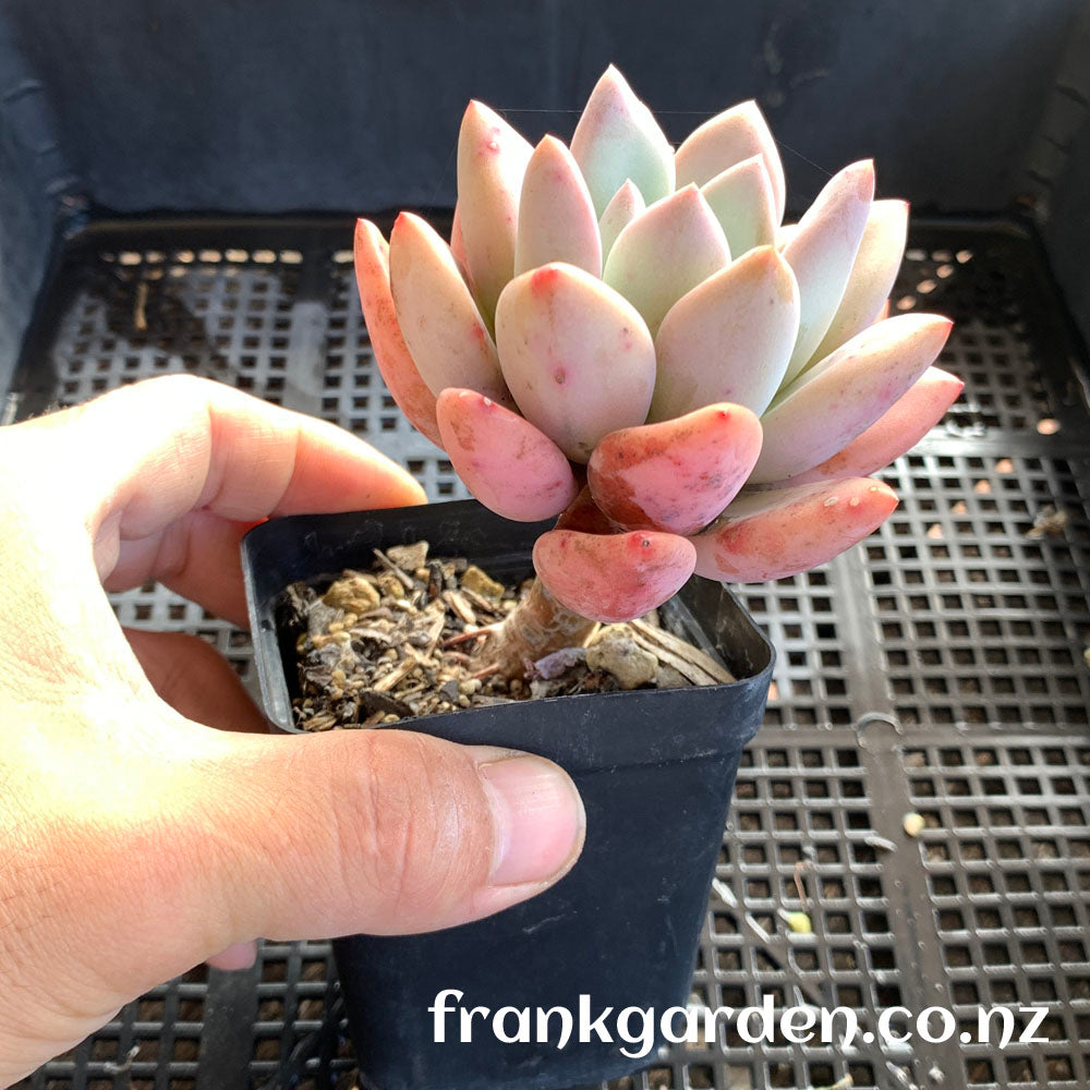 xPachyveria Elaine hybrid | 香水百合