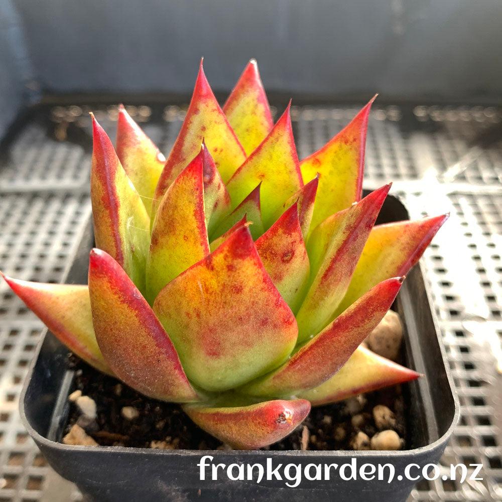 Echeveria agavoides 'Lipstick' | 魅惑之霄 | 红缘东云 | 口红
