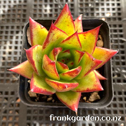 Echeveria agavoides 'Lipstick' | 魅惑之霄 | 红缘东云 | 口红