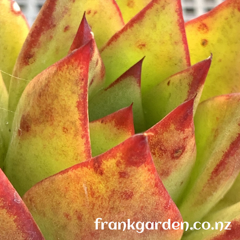 Echeveria agavoides 'Lipstick' | 魅惑之霄 | 红缘东云 | 口红
