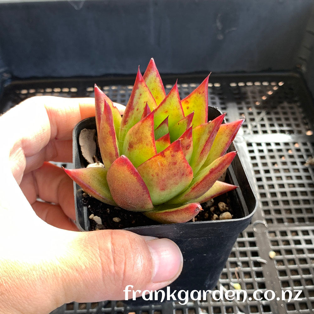 Echeveria agavoides 'Lipstick' | 魅惑之霄 | 红缘东云 | 口红