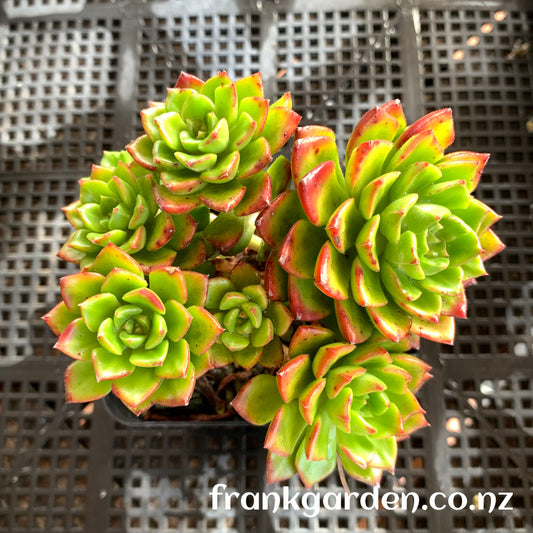 Sedeveira Latizia | 火红蒂亚