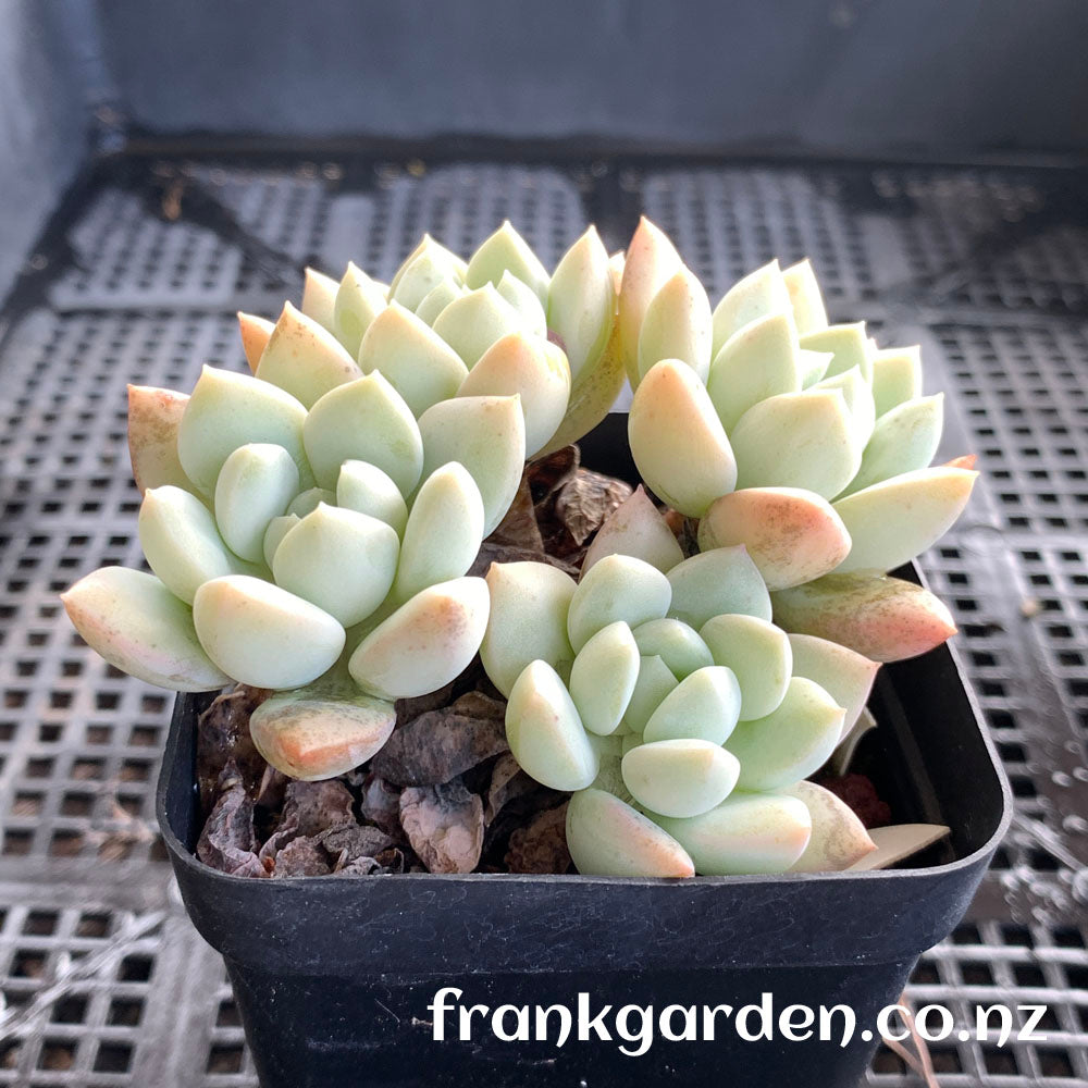 Echeveria White Horse | 白马