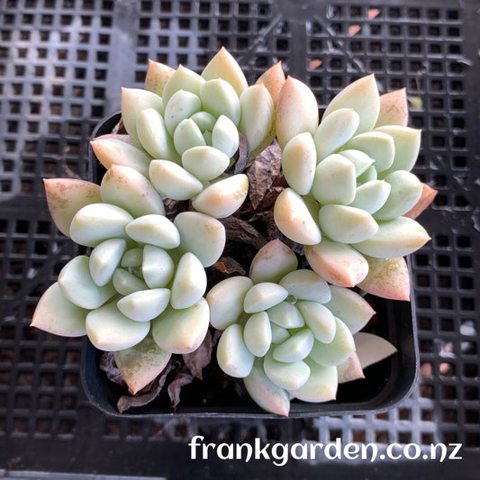 Echeveria White Horse | 白马