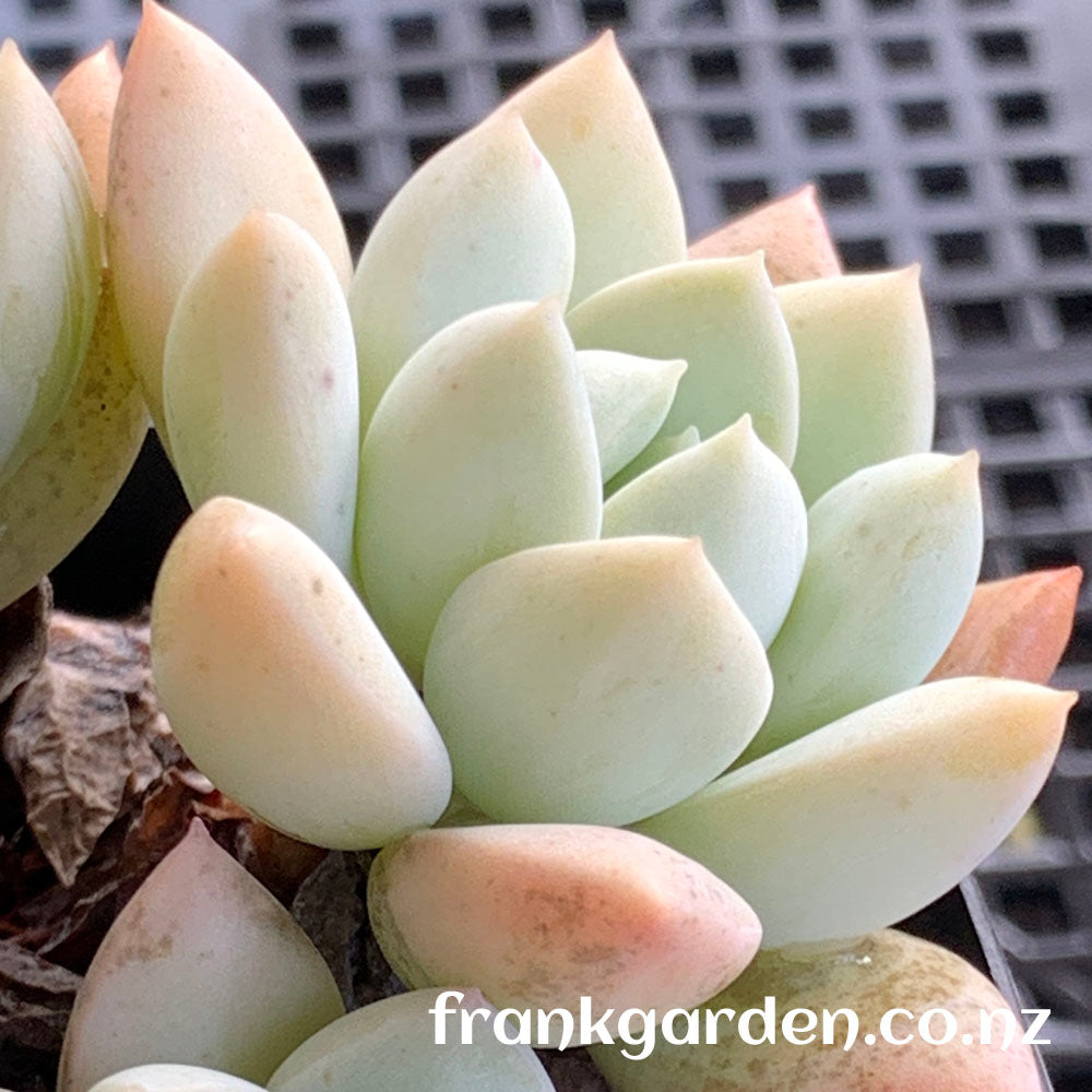 Echeveria White Horse | 白马