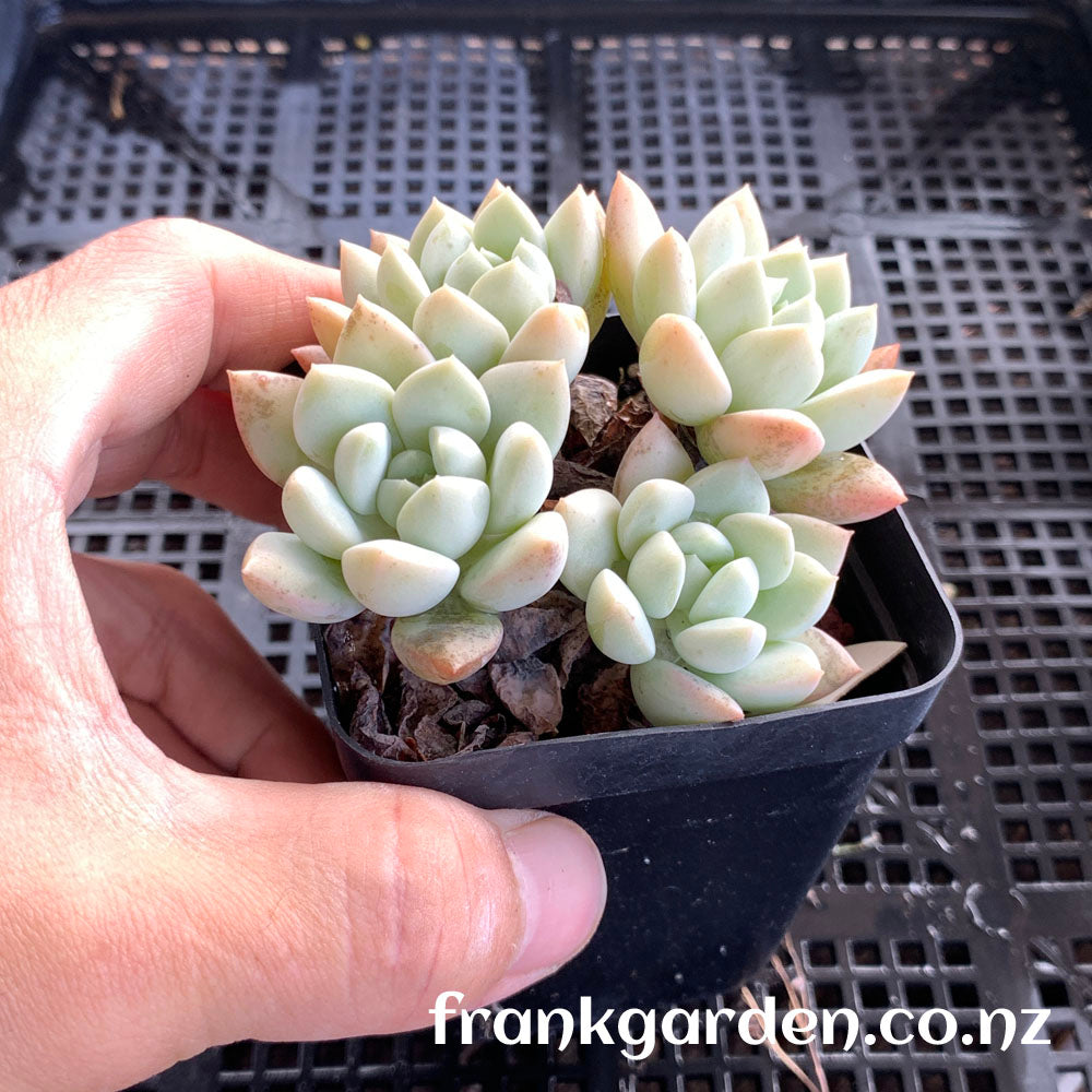 Echeveria White Horse | 白马