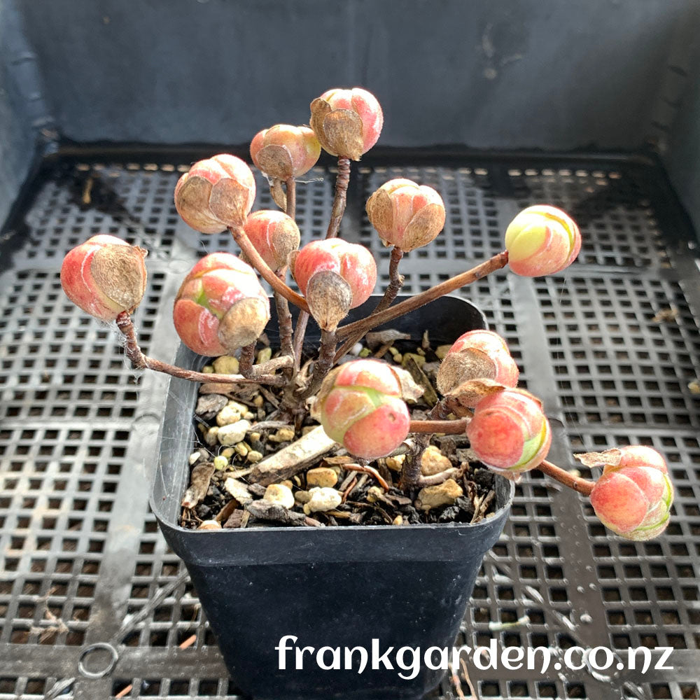 Aeonium saundersii | 橄榄球玫瑰