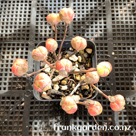 Aeonium saundersii | 橄榄球玫瑰