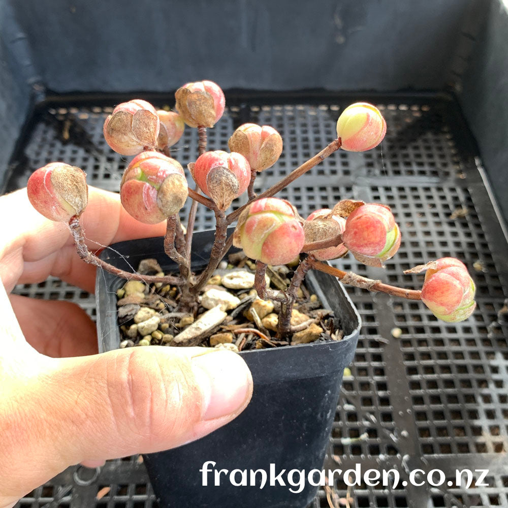 Aeonium saundersii | 橄榄球玫瑰