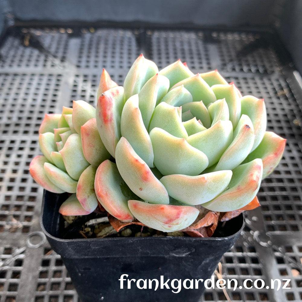 Echeveria Peach candy | 雪花