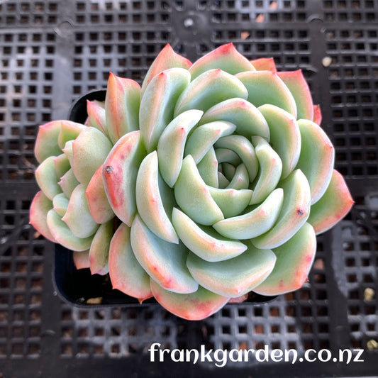 Echeveria Peach candy | 雪花