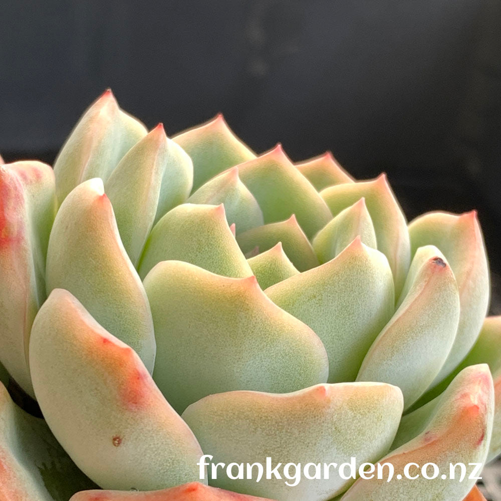 Echeveria Peach candy | 雪花