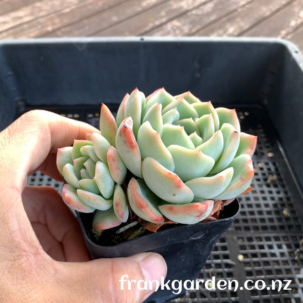 Echeveria Peach candy | 雪花