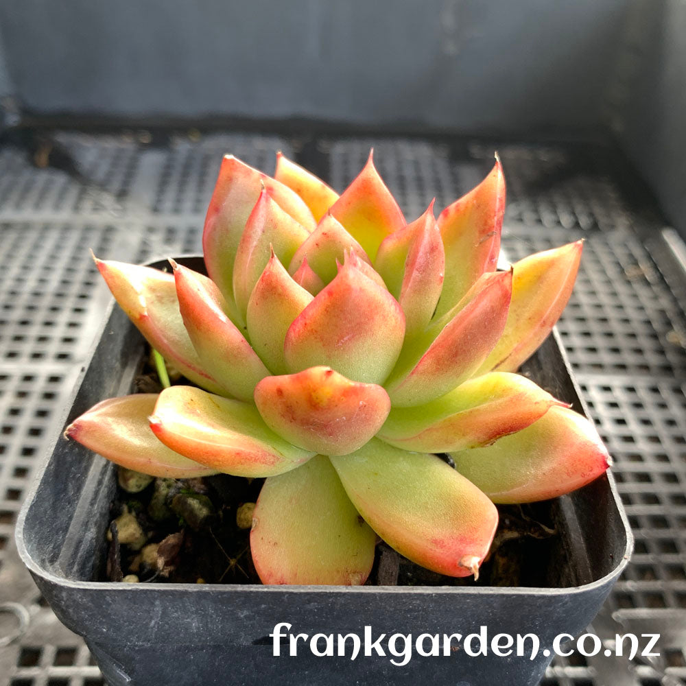 Agavoides Gilva red | 红东云