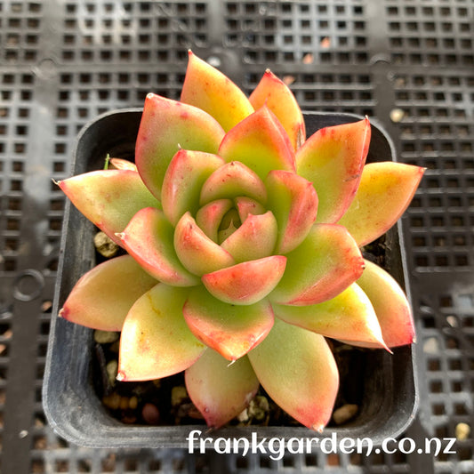 Agavoides Gilva red | 红东云