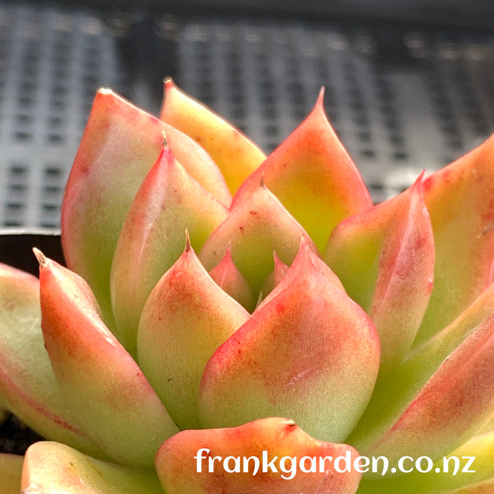 Agavoides Gilva red | 红东云