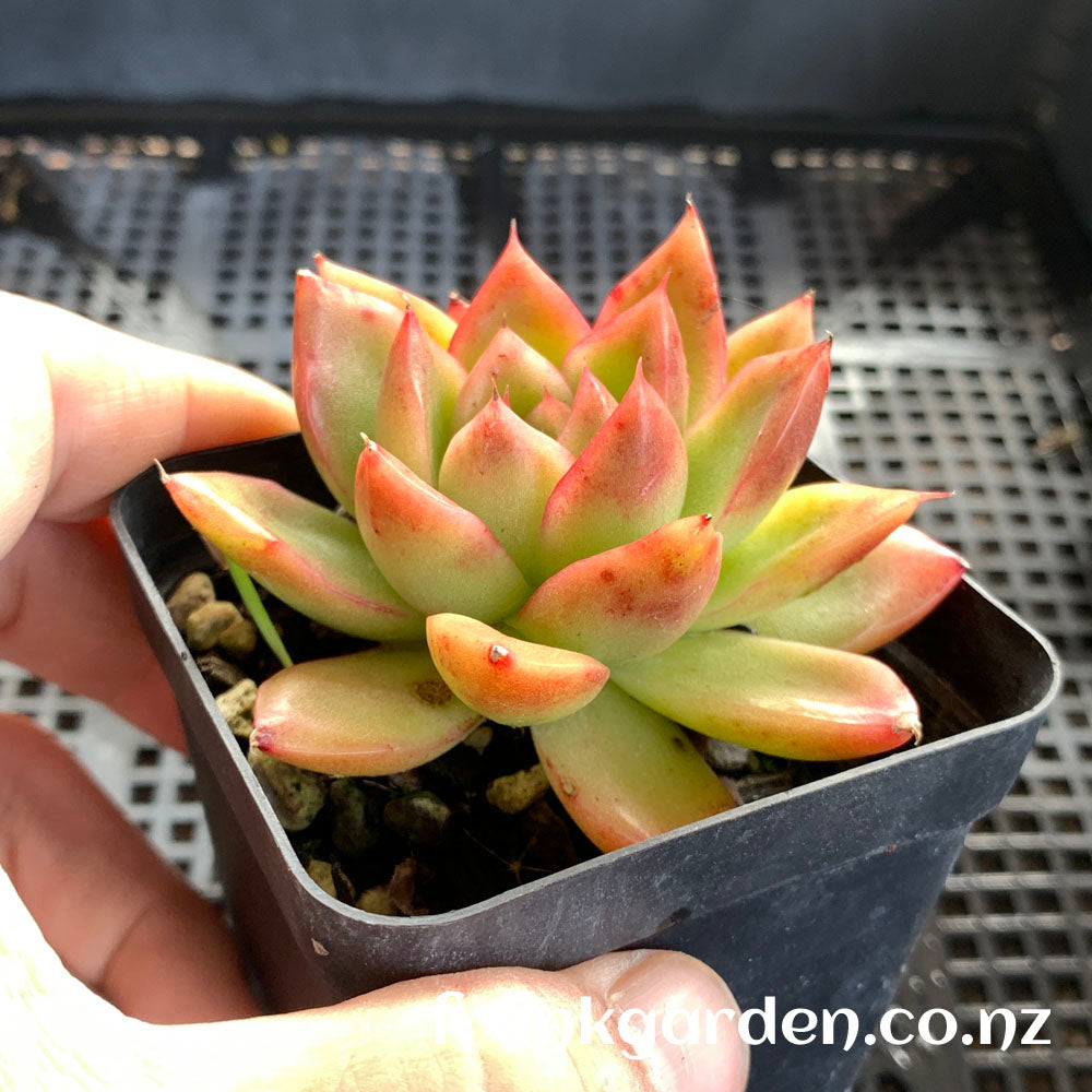 Agavoides Gilva red | 红东云