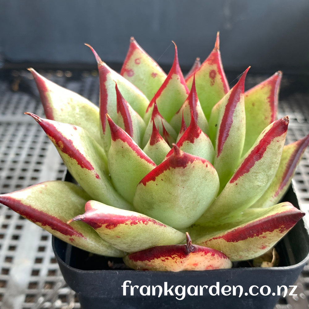 Echeveria Ebony | 乌木