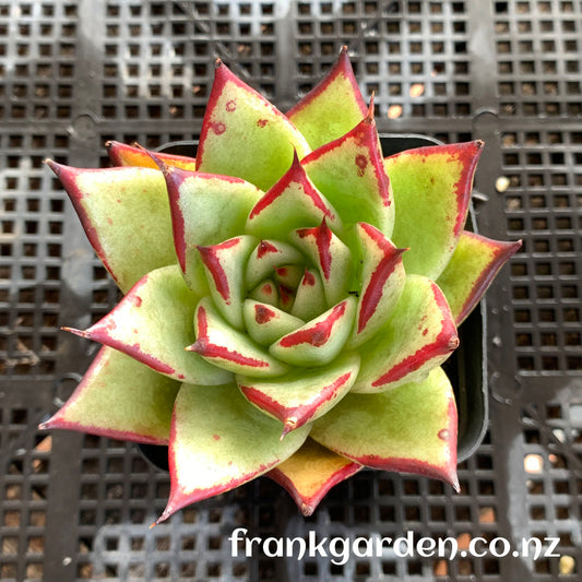 Echeveria Ebony | 乌木