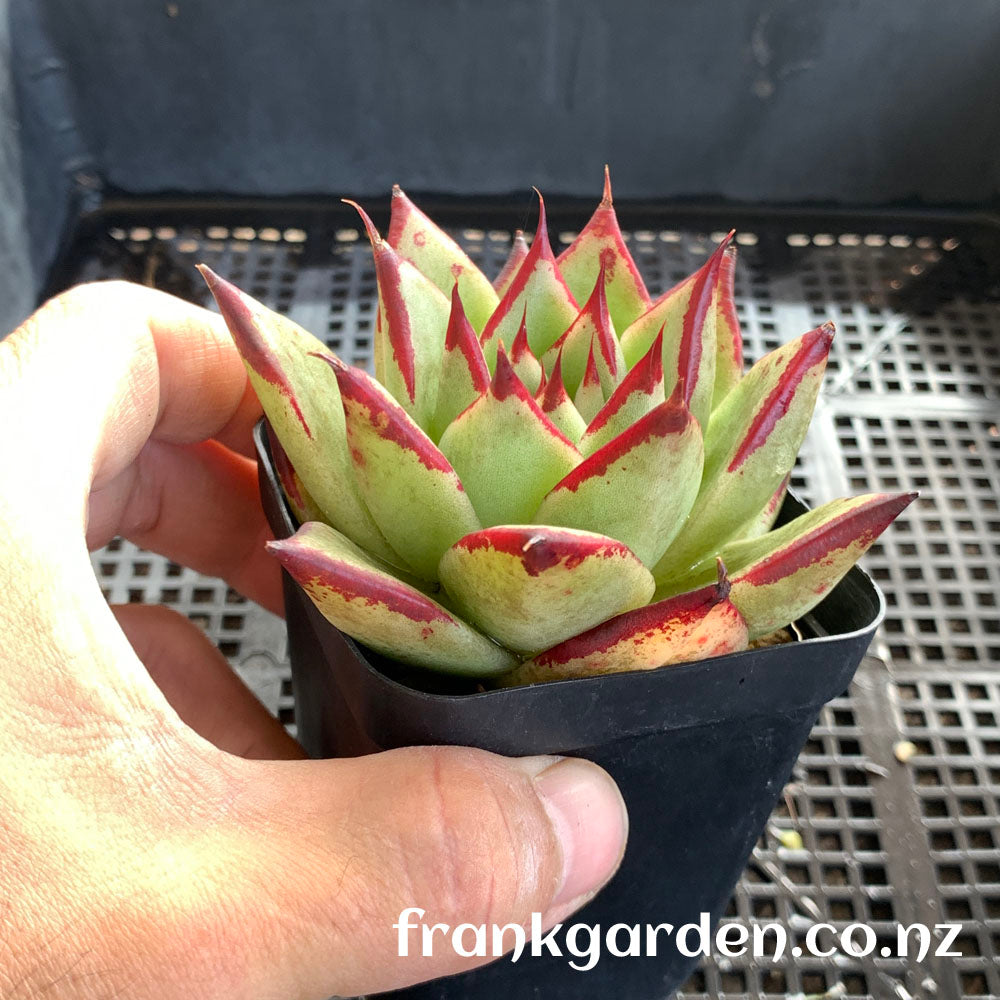 Echeveria Ebony | 乌木