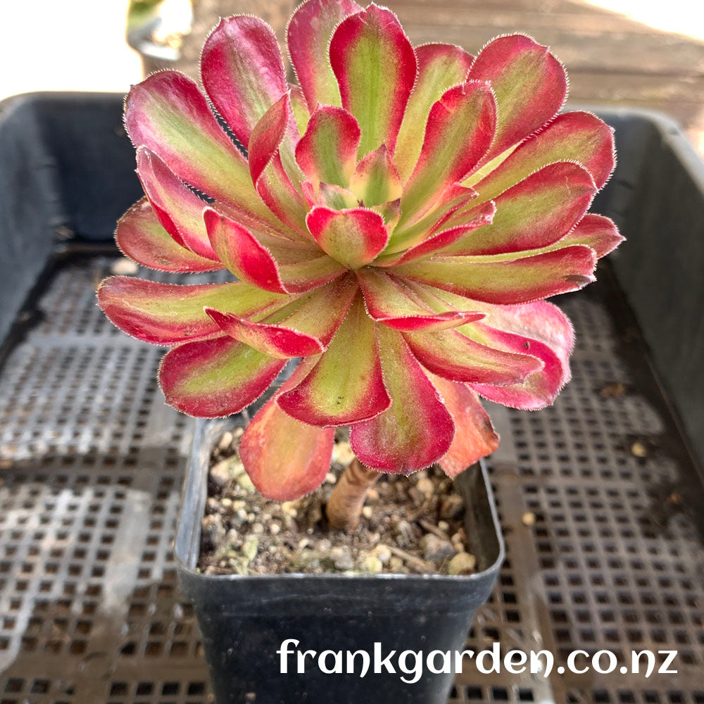Aeonium Mardi Gras | 红覆轮
