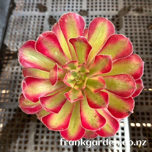 Aeonium Mardi Gras | 红覆轮