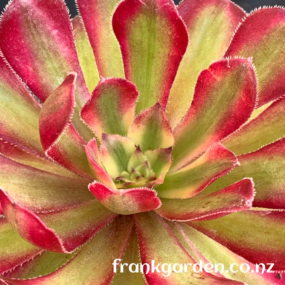 Aeonium Mardi Gras | 红覆轮