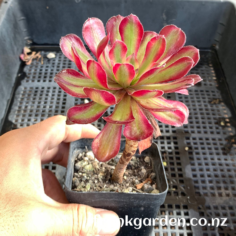 Aeonium Mardi Gras | 红覆轮