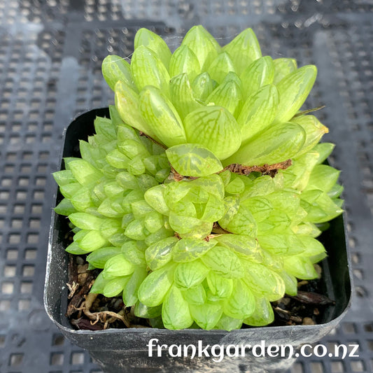 Haworthia cymbiformis var. obtusa | 草玉露