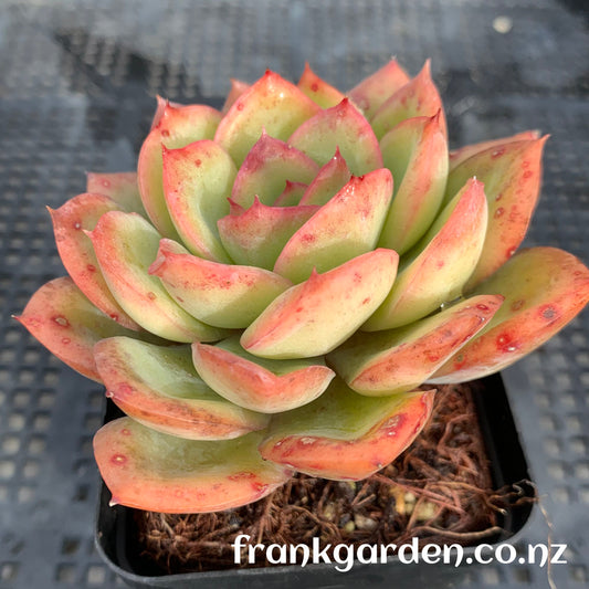 Echeveria Morning dew | 晨露