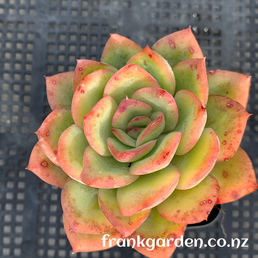 Echeveria Morning dew | 晨露