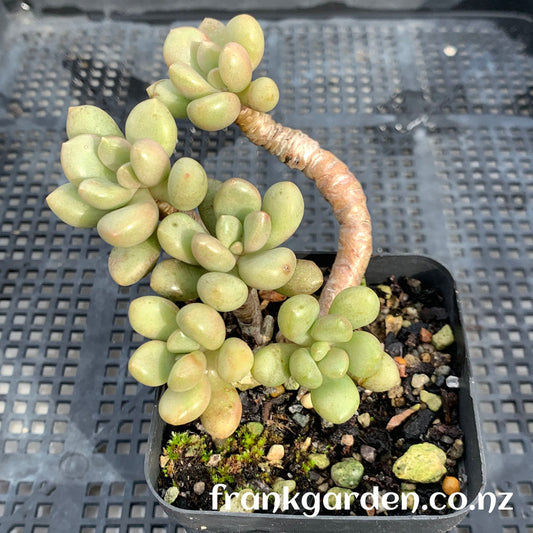 Echeveria Vanguard Party | 先锋派