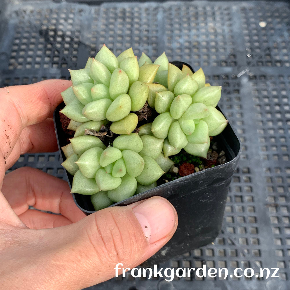 Echeveria 'J.C. Van Keppel' | 玉珠东云